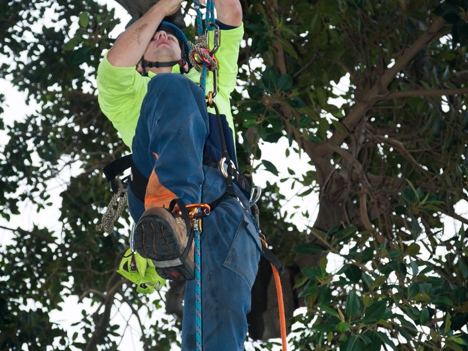 Qualified arborist working in a mature tree during a risk assessment in Swansea