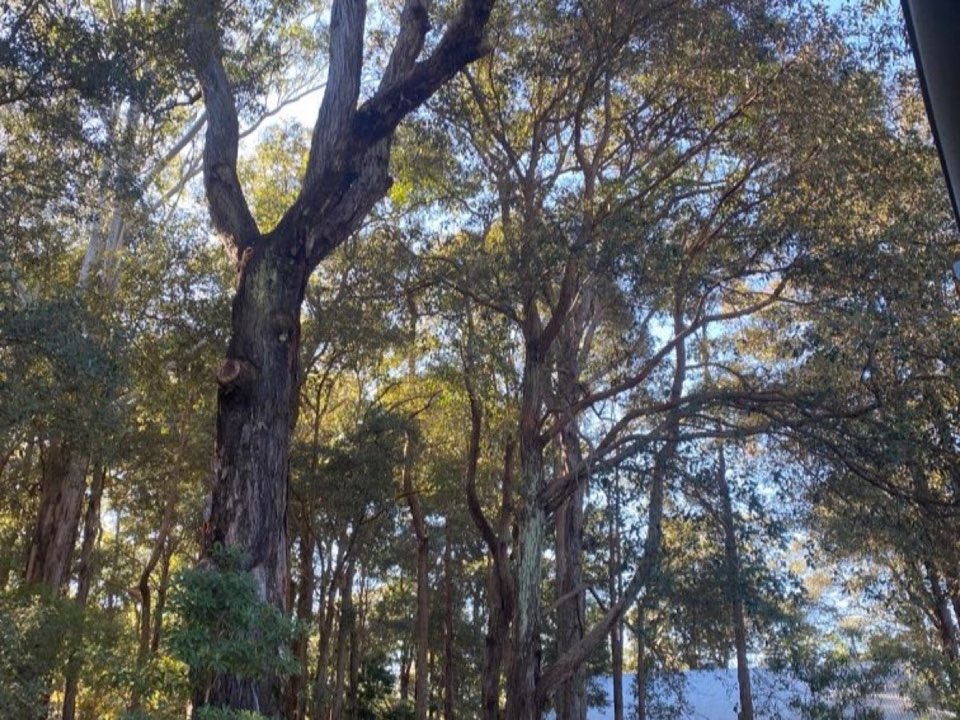 Mature trees in a Swansea parkland setting due for routine re-inspection